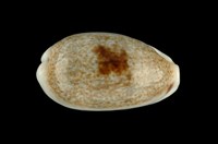 藏品(愛龍寶螺)的圖片